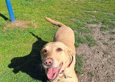 Oak Paddock - award winning secure dog field in Upton, Poole, Dorset.