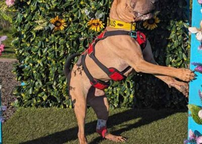 Oak Paddock - award winning secure dog field in Upton, Poole, Dorset.