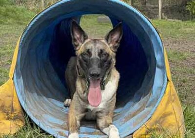 Oak Paddock - award winning secure dog field in Upton, Poole, Dorset.